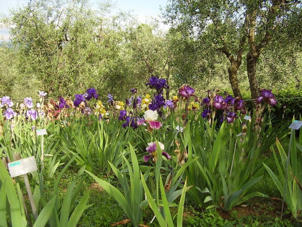 Il Giardino dell'iris a firenze, tra le cose da vedere in città.